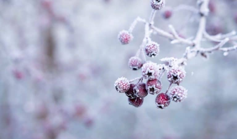 Are you protected for winter image